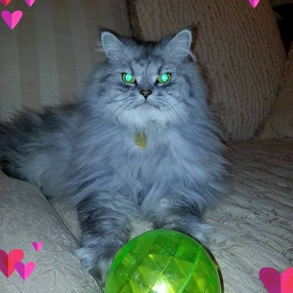 Meet your Posher, Debbie-diane - Picture 1 of 1